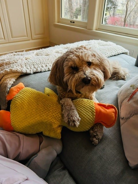 Aussie Doodle loving its yellow duck emotional support toy.