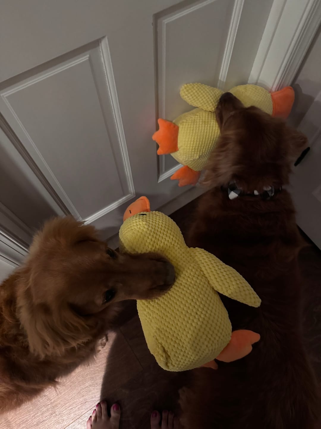 Labrador Retriever and Beagle enjoying their new yellow duck toys.