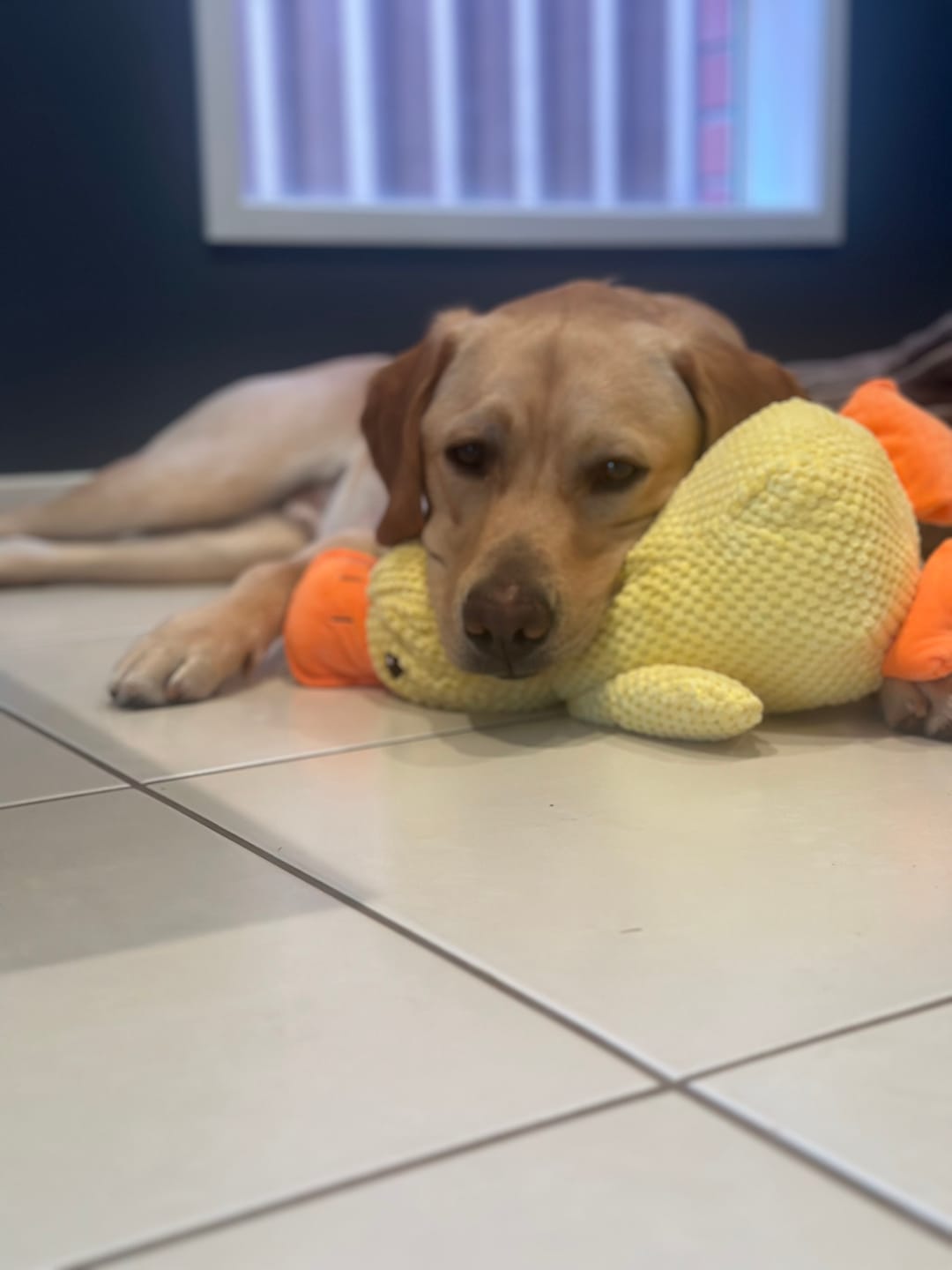 Miniature Schnauzer learning to play calmly with the yellow duck toy.