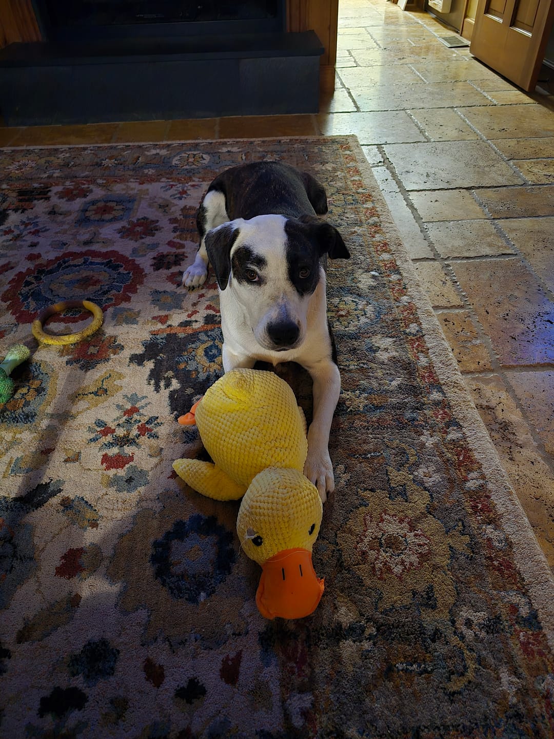 Happy Dog calm and relaxed with the yellow duck emotional support toy.