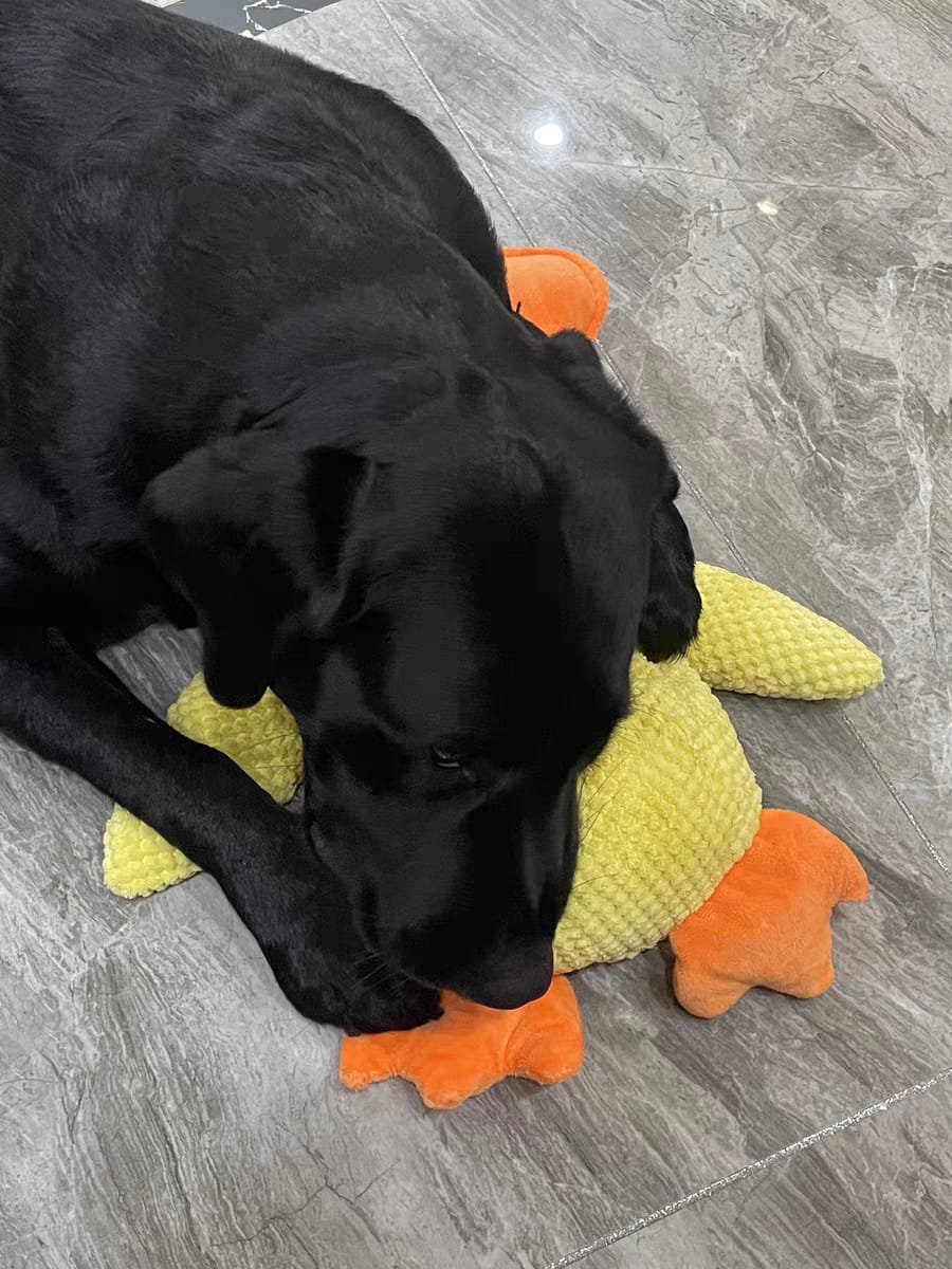 Dog laying down sleeping with yellow emotional duck support toy after playing