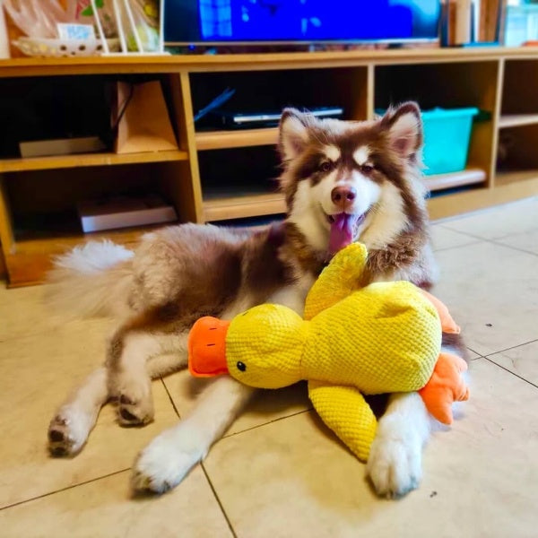 Husky dog laying with yellow emotional support duck dog toy