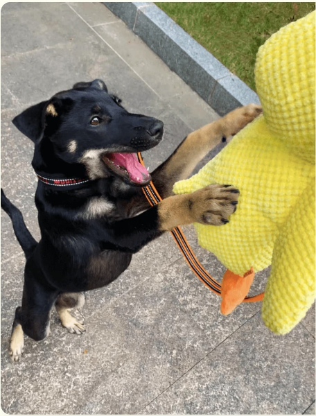 Dog Jumping up excited reaching for emotional support duck toy