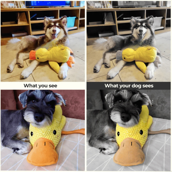 Comparison of dog vision versus human vision with a dog and a yellow duck plush toy.