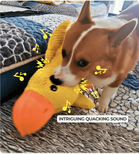 Corgi with a yellow duck plush toy for emphasizing the intriguing quacking sound the toy makes