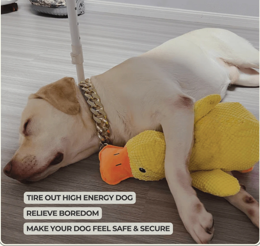 Labrador sleeping with a yellow duck plush toy, feeling safe and secure