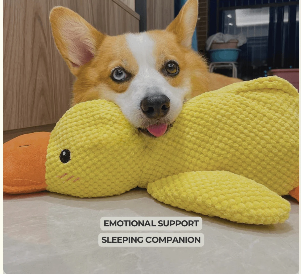 Corgi with a yellow duck plush toy for emotional support and sleeping companion