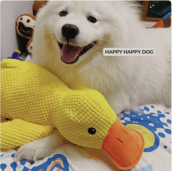 Happy white dog with a yellow duck plush toy on a colorful blanket