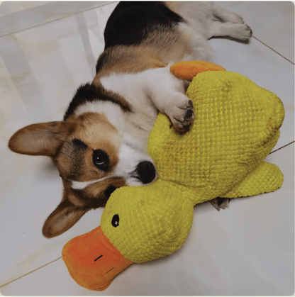 Corgi lying on the floor hugging a yellow duck plush toy