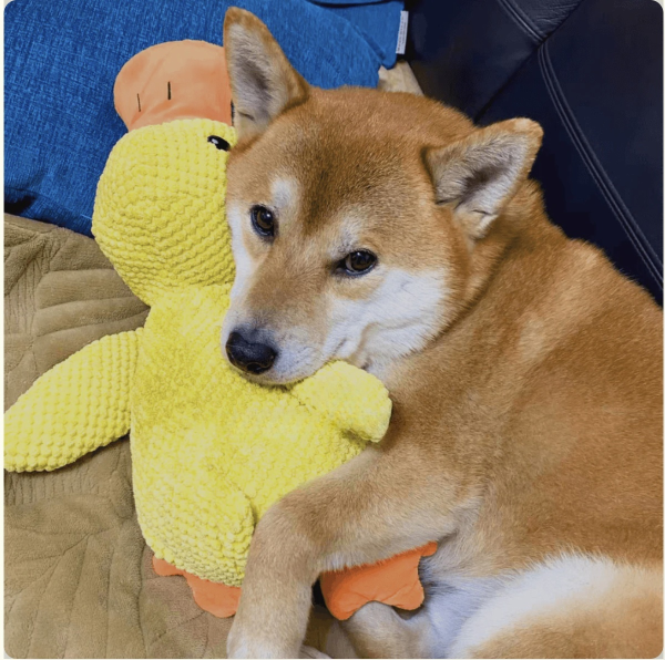 The Calming Duck- Emotional Support Toy