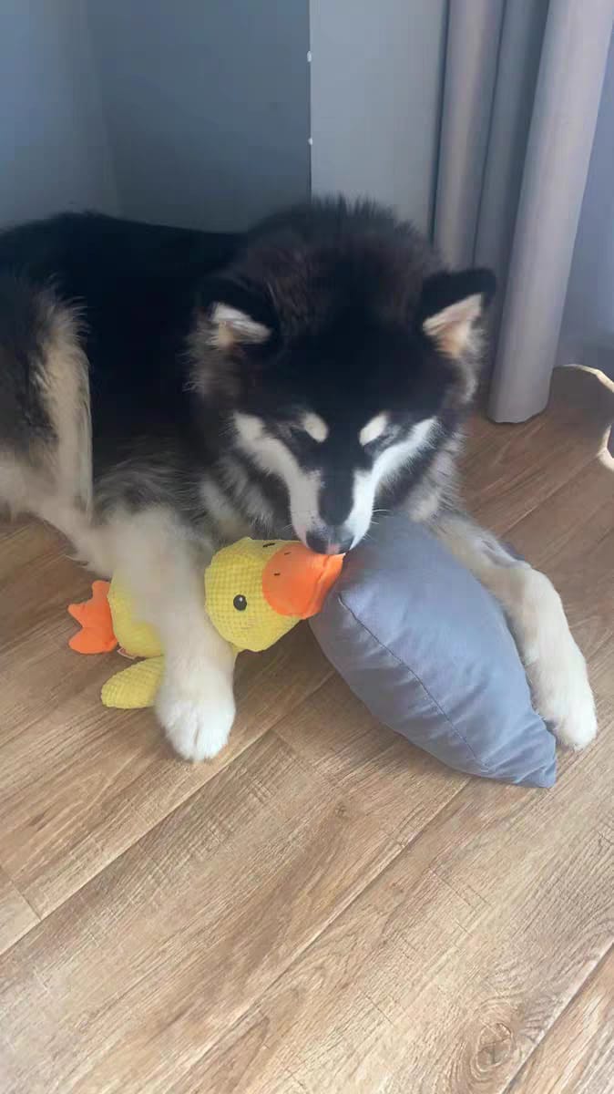 Husky laying calmly with emotional support yellow duck toy with pillow in hand sleeping