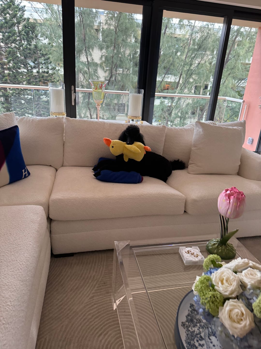 Standard Poodle quickly attaching to the yellow duck toy on a white couch happy