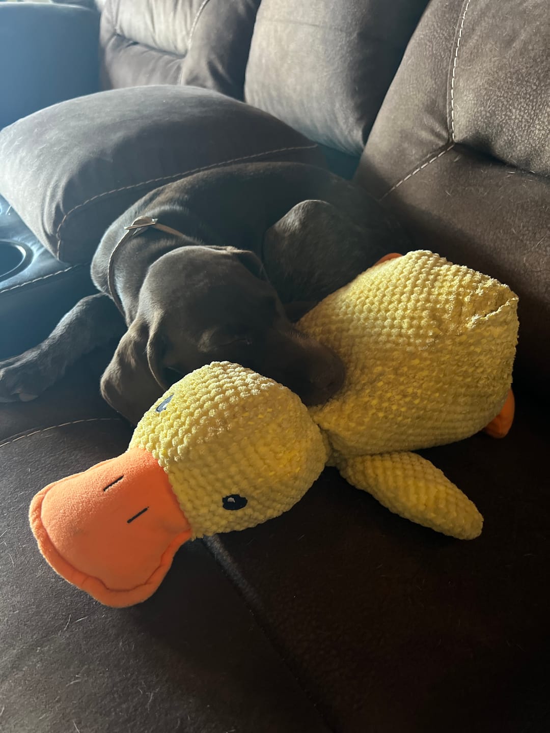 Golden Retriever enjoying the companionship of the yellow duck toy.