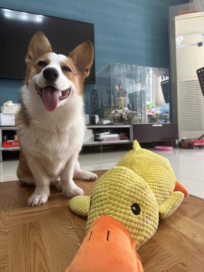 Corgi standing next to emotional support duck toy wagging its tail with tongue out happy.