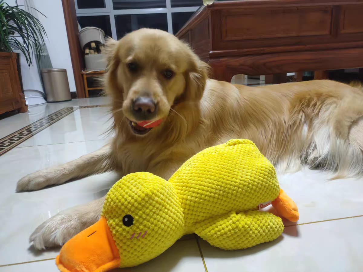 Dachshund's sitting with  yellow duck emotional support toy relaxed