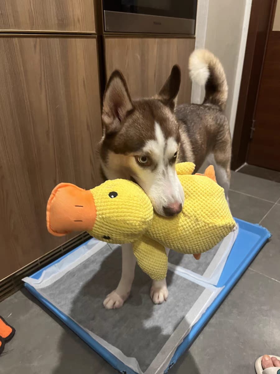 Husky puppy standing on a pee pad obsessed with its yellow duck toy.