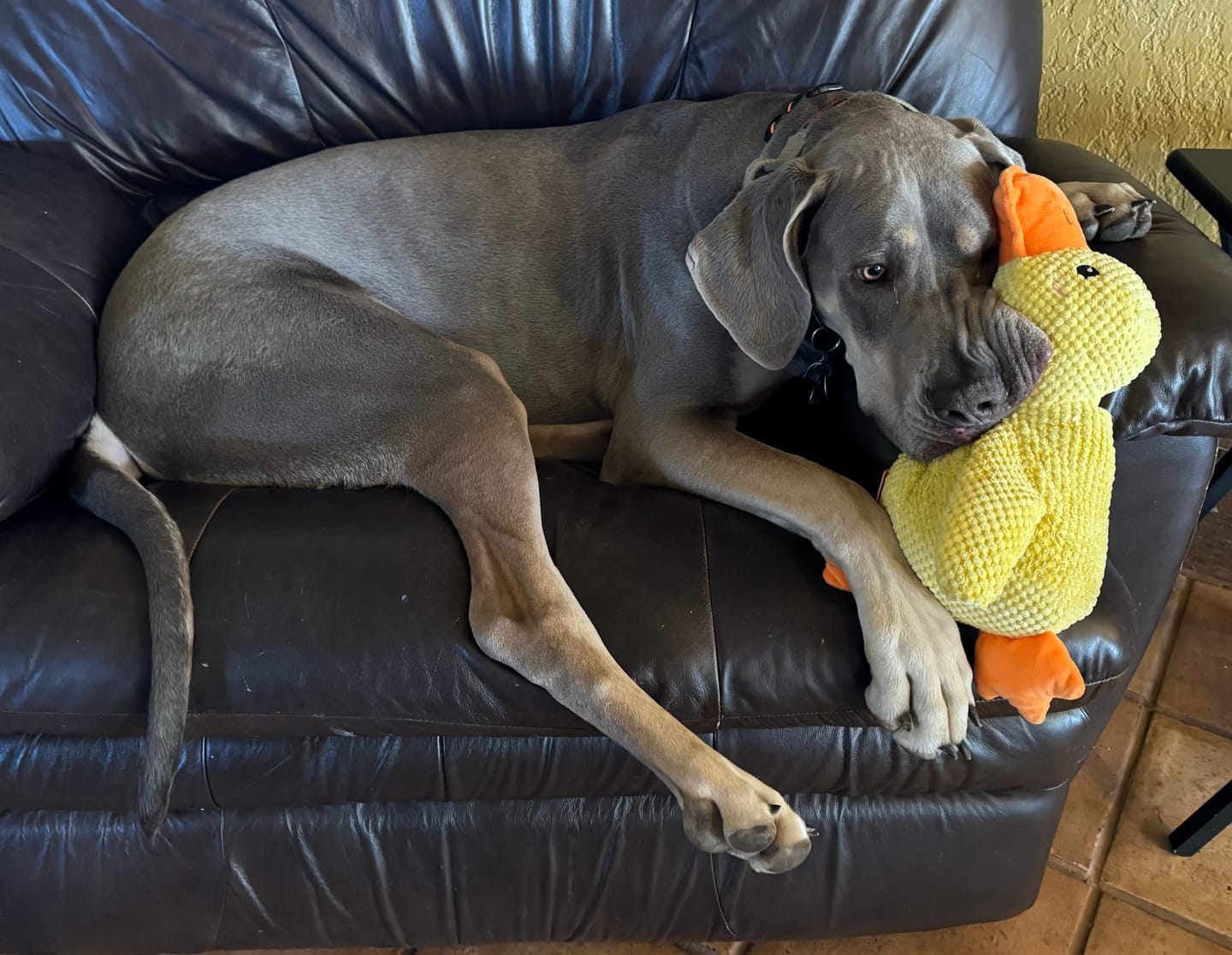 The Calming Duck- Emotional Support Toy