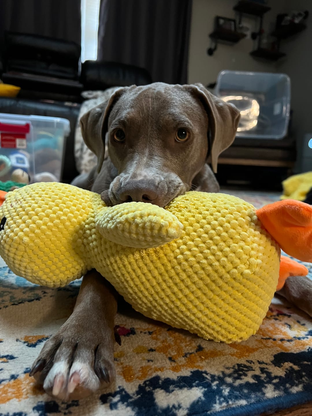 Shih Tzu sitting with the durable yellow emotional support duck toy in its mouth 